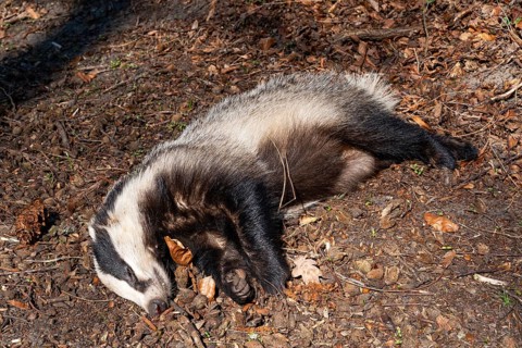 Dead European badger (Meles meles) run over by a car after a wildlife accident lies on the side of