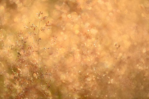 Wavy hair-grass (Deschampsia flexuosa), true grasses (Poaceae), Mengen, Baden-Württemberg, Germany
