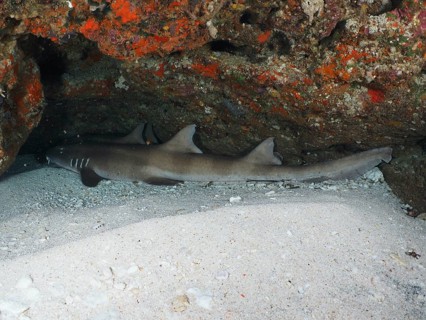 A Brownbanded bamboo shark (Chiloscyllium punctatum) resting under a rocky overhang in the sand,