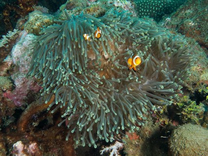 Ocellaris Clownfish (Amphiprion ocellaris), Nemo, cavorting between long tentacles of a giant