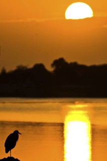 Great Blue Heron (Ardea herodias), California, USA