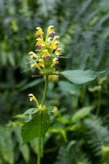 Large-flowered hemp-nettle (Galeopsis speciosa) in bloom in Kirnitzschtal, Sebnitz, Saxon