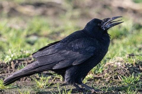 Rook (Corvus frugilegus), Emsland, Lower Saxony, Germany