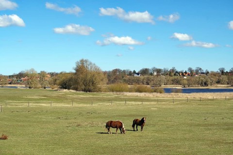 Two horses stand in a green meadow, surrounded by trees and a small village under a blue sky,