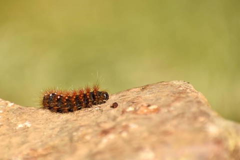 Caterpillar of the golden-haired bark owl (Acronicta auricoma), seen in the Deferegger Alps at 1700