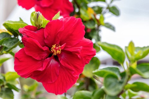 Hibiscus fragilis (Creole: mandrinette), San Cristobal, Galapagos, Ecuador
