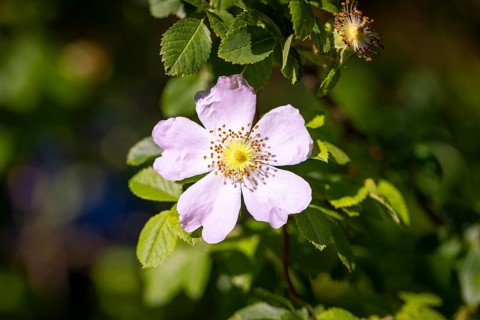 Close-up of a white flower of the dog rose (Rosa corymbifera), Ternitz, Lower Austria, Austria
