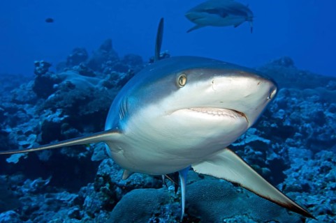 Underwater photo close-up of Grey reef shark (Carcharhinus amblyrhynchos) swimming over coral reef