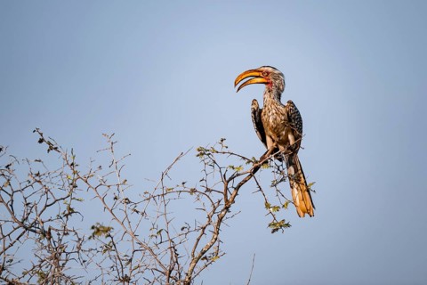 Red-ringed Hornbill (Tockus leucomelas) sitting on a branch against a blue sky, Kruger National