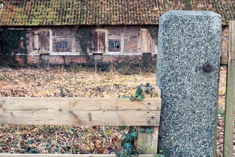 Ivy (Hedera helix) entwines itself around a wooden fence with an old farmhouse behind it, Otersen,