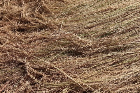 Teff, tef, dwarf millet, Eragrostis tef, seeds are gluten-free and rich in essential fatty acids.