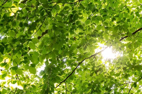 Sunbeams shining through leaves and branches of a beech tree, sculpture park, Humlebæk, Nivå Bugt,
