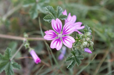 Corn mallow or Cretan hollyhock (Malva multiflora or Lavatera cretica) in the archaeological site