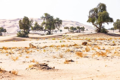 Trees in front of sand dunes, rocks and green vegetation, Rub al Khali desert, Dhofar province,