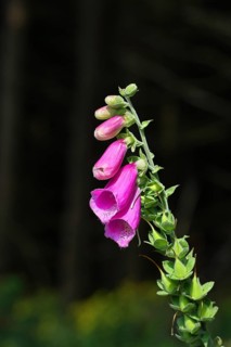 Common foxglove (Digitalis purpurea), flowers against a dark background, from the plantain family,