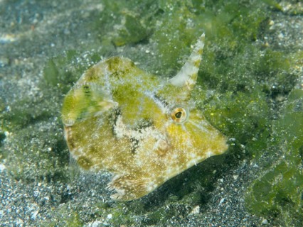 Well camouflaged fish, seagrass filefish (Acreichthys tomentosus), on the sandy seabed in green
