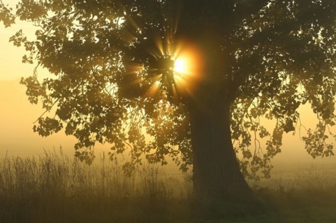 Autumn poplar (Populus x canadensis) backlit by the sun, Lower Rhine, North Rhine-Westphalia,