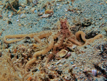 Atlantic longarm octopus (Macrotritopus defilippi), octopus, camouflaging itself on the seabed,