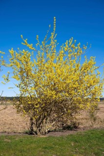 Flowering shrub, Forsythia, Mecklenburg Lake District, Mecklenburg, Mecklenburg-Western Pomerania,
