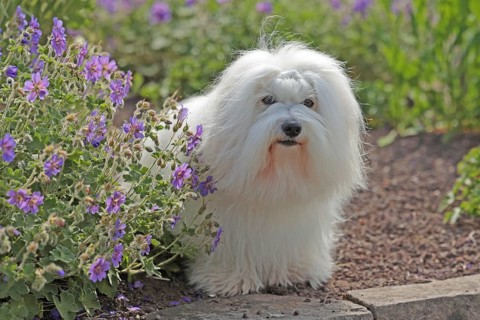 Coton de Tulear, cotton dog