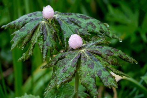 Himalayan May Apple (Sinopodophyllum hexandrum), also called Himalayan Footleaf, Raindrop,