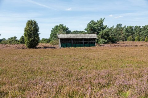 Heather blossom, beehive, juniper (Juniperus communis), near Wilsede, Bispingen, Lüneburg Heath,