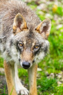 Eurasian wolf (Canis lupus lupus) in a forest, Austria