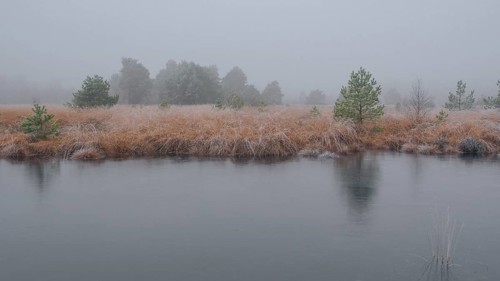 View of a frozen pond in the moor with hoarfrost frozen vegetation, landscape photo, nature photo,