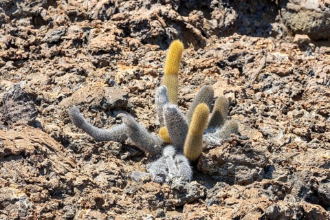 Brachycereus nesioticus (Cactaceae), Bartolome, Galapagos, Ecuador