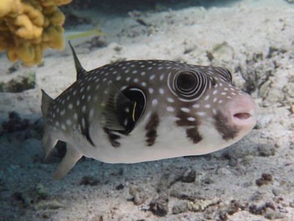 Spotted fish with large eyes, white-spotted pufferfish (Arothron Hispidus), swimming over sandy