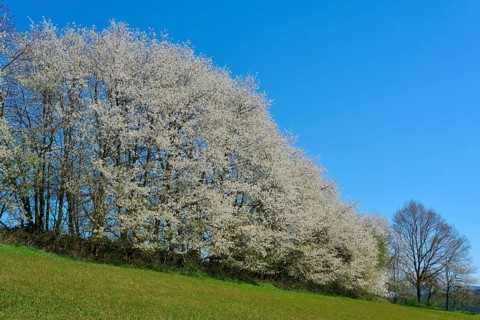 Blossoming cherry trees on a green hill under a clear blue sky, Seckmauern, Lützelbach, Odenwald,