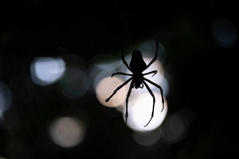 Creepy night shot, Golden silk spider (Trichonephila clavipes) spider web, Tortuguero National