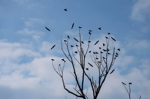 Raven crows (Corvus corone) sitting on a bare treetop, Bavaria, Germany