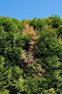 Thujas (Thuja), disease on thuja hedge, brown spots in rich green colour, arborvitae, evergreen