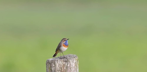 Bluethroat (Luscinia svecica cyanecula), male, on a pasture fence post, wildlife, Lembruch, Ochsen