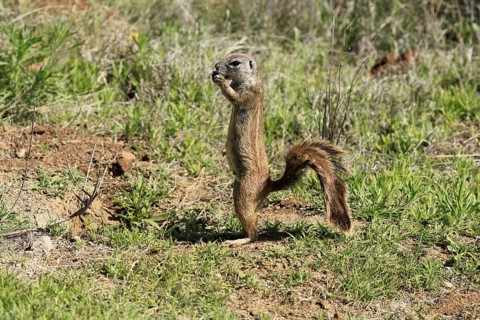 Cape bristle-thighed squirrel (Xerus inauris), adult, alert, standing upright, feeding, Mountain
