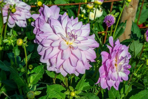 Flowering Dahlias (Dahlia), variety Hy Patty in the Dahlia Farm in Löderup, Ystad municipality,