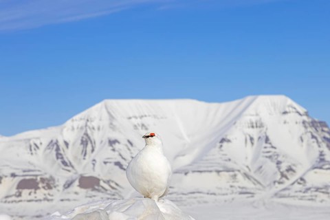 Rock ptarmigan (Lagopus muta) in white winter plumage with red eyebrows in breeding season in snow