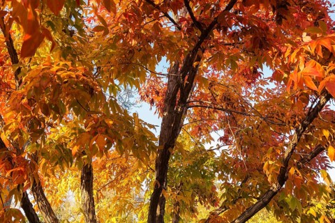 Acer triflorum - Threeflower Maple tree branches with leaves changed to brilliant orange in autumn,