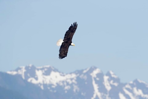 Bald Eagle (Haliaeetus leucocephalus) flying, Washington, USA