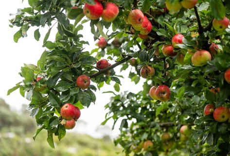 Apples on a tree, fruit and vegetable garden, Inverewe Gardens, Poolewe, Loch Ewe, Highlands,