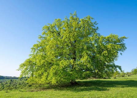 European beech (Fagus sylvatica), solitary in spring, fresh green leaves, blue sky, Thuringia,