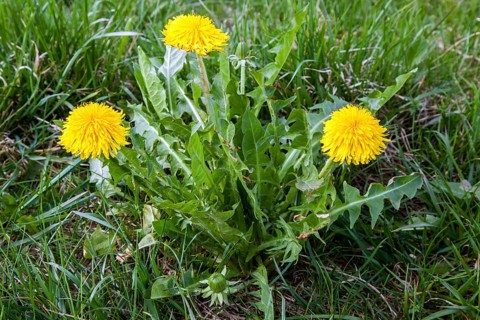 Common dandelion (Taraxacum), flowering, Oberallgäu, Allgäu, Bavaria, Germany