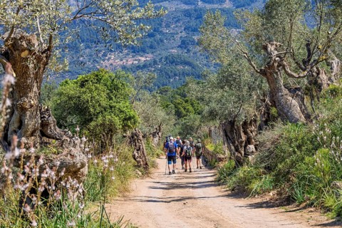 Group of hikers walking on a dirt road in an olive grove a sunny summer day, Mallorca, Spain