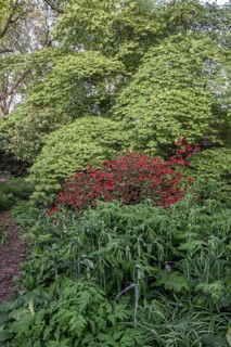 Garden with rhododendron (Rhododendron), Japanese maple (Acer japonicum Aconitifolium) and