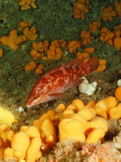 Ballan wrasse (Labrus bergylta) . Dive site Maharees Islands, Castlegregory, Co. Kerry, Irish Sea,