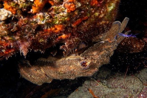 Mediterranean slipper lobster (Scyllarides latus) well camouflaged under reef ledge, dive site