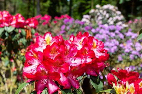 Rhododendron blossom in the historic nursery of the Seidel family, Grüngräbchen, Schwepnitz,