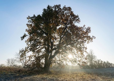 English oak (Quercus robur), solitary tree in a meadow, in autumn with yellow discoloured leaves,