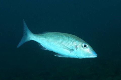 Sharphead street sweeper (Lethrinus microdon), Aliwal Shoal dive site, Umkomaas, KwaZulu Natal,